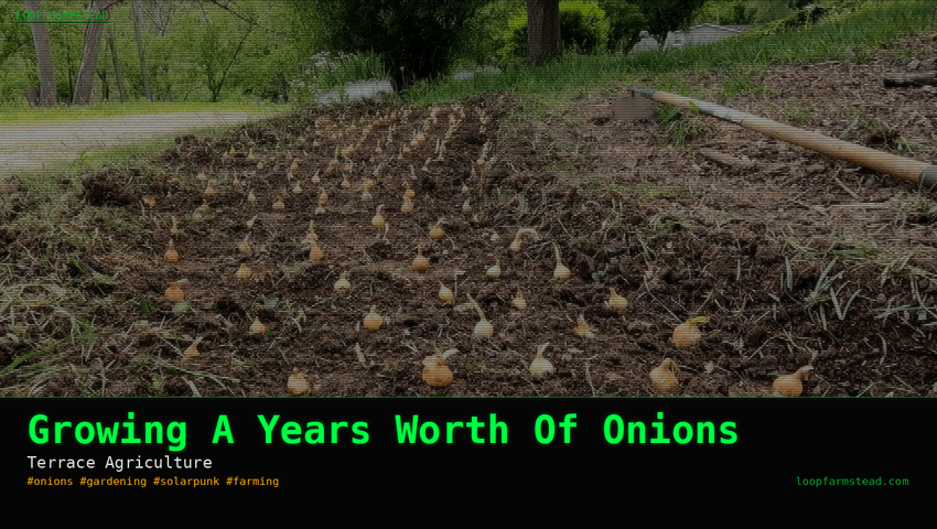 Growing A Years Worth Of Onions