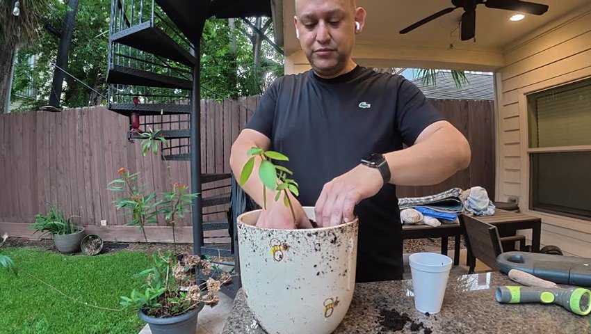 Planting a Basil Plant